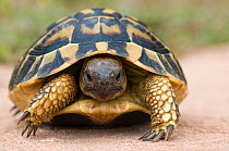 Hermann's tortoise (Testudo hermanni) walking, Menorca, Balearic Islands, Spain, Europe