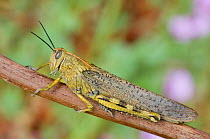 Egyptian locust (Anacridium aegypticum) Menorca, Balearic Islands, Spain, Europe