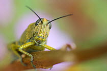 Egyptian locust (Anacridium aegypticum) Menorca, Balearic Islands, Spain, Europe