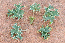Sea holly (Eryngium maritimum) growing in sand dune, Menorca, Balearic Islands, Spain, Europe