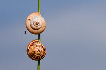Brown-lipped / Grove / Banded snails (Cepaea nemoralis) on plant stem, Menorca, Balearic Islands, Spain, Europe