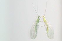 Green lacewing (Chrysopa septempunctata) with reflection on glass, Menorca, Balearic Islands, Spain, Europe
