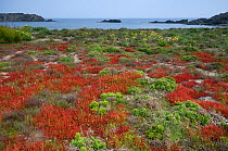 Glasswort (Salicornia fruticosa) on coastal salt marsh, Menorca, Balearic Islands, Spain, Europe May 2009