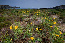 Yellow horned poppy (Glaucium flavum) flowering on sand dune, Menorca, Balearic Islands, Spain May 2009