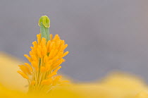 Yellow horned poppy (Glaucium flavum) close up of pistil and stamens, Menorca, Balearic Islands, Spain