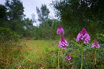 Pyramidal orchids (Anacamptis pyramidalis) flowering in meadow, Menorca, Balearic Islands, Spain May 2009