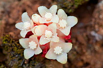 Cytinus flower (Cytinus ruber) parasitic plant, Menorca, Balearic Islands, Spain