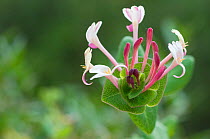 Evergreen honeysuckle (Lonicera implexa) flowers, Menorca, Balearic Islands, Spain