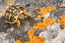 Hermann's tortoise (Testudo hermanni) on rock covered with lichen, Menorca, Balearic Islands, Spain