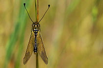 Owlfly (Libelloides longicornis) Menorca, Balearic Islands, Spain