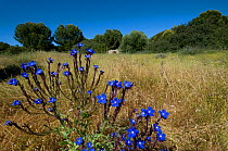 Italian bugloss flowers (Anchusa italica) in landscape, Menorca, Balearic Islands, Spain May 2009