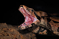 Red tail boa (Boa constrictor constrictor)  with mouth wide open, captive, from South America