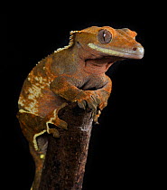Crested gecko (Rhacodactylus ciliatus) captive, Endangered species, from New Caledonia, pacific