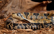 False water cobra / Brazilian smooth snake (Hydrodynastes gigas) captive, from South America