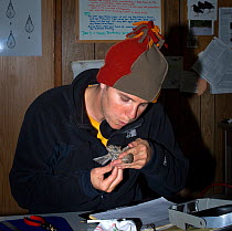 Research worker banding a bird at the field station of the San Francisco Bay Bird Observatory, California, USA, November 2007