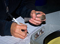 Research worker banding and recording a bird at the field station of the San Francisco Bay Bird Observatory, California, USA, November 2007