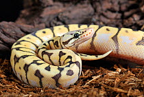Ball python (Python regius) captive, white morph, from West and Central Africa