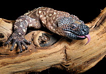 Mexican beaded lizard (Heloderma horridum) captive, from Central America