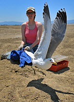 California gull (Larus californicus) being released as part of the SSFBO gull count, San Francisco Bay, California, USA, 2009