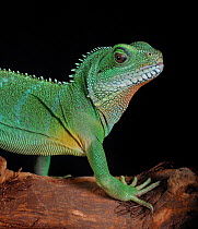 Chinese water dragon (Physignathus cocincinus) captive, from Asia