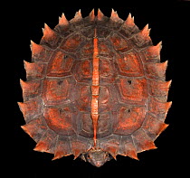 Malay spiny turtle (Heosemys spinosa) captive, Endangered species, from SE Asia