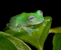 White-spotted leaf frog (Cochranella albomaculata) captive,  from Central America. Please credit Michael Kern / Zoo Atlanta.