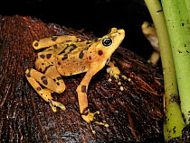 Panamanian golden frog (Atelopus zeteki) captive, extinct in the wild