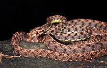 Jasper cat snake (Boiga jaspidea) captive, from SE Asia