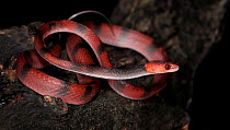 Tropical banded tree snake / flat snake (Siphlophis compressus) captive, from Central America