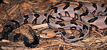 Cane-brake rattlesnake (Crotalus horridus atricaudatus) captive, from USA