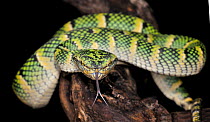 Temple pit viper (Tropidolaemus subannulatus) captive, showing forked tongue, from se Asia