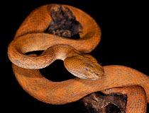 Banded pit viper (Cryptelytrops fasciatus) captive, from Asia
