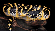 Temple / Wagler's pit viper (Tropidolaemus subannulatus) captive, from Asia