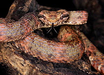 Eyelash palm viper (Bothriechis / Bothrops schlegelii) captive, from Central and South America