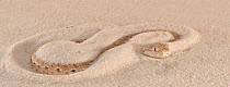 McMahons desert viper (Eristicophis macmahoni) sinking into sand, captive, from Asia