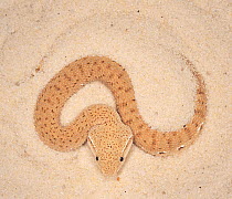 McMahons desert viper (Eristicophis macmahoni) sinking into sand, captive, from Asia