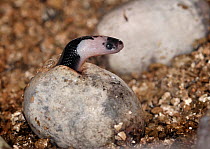 Blue krait (Bungarus candidus) hatching from egg, captive, from SE Asia