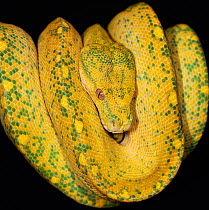 Green tree python (Morelia / Chondopython viridis) high yellow morph coiled on branch, captive,  from Australia and SE Asia