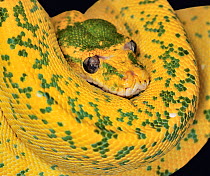 Green tree python (Morelia / Chondopython viridis) high yellow morph coiled on branch, captive,  from Australia and SE Asia