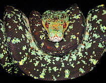 Green tree python (Morelia / Chondopython viridis) juvenile coiled on branch, captive,  from Australia and SE Asia
