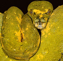 Green tree python (Morelia / Chondopython viridis) juvenile portrait, coiled on branch, captive,  from Australia and SE Asia