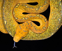 Green tree python (Morelia / Chondopython viridis) juvenile, view from above, captive,  from Australia and SE Asia