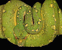 Green tree python (Morelia / Chondopython viridis)  coiled on branch, captive,  from Australia and SE Asia