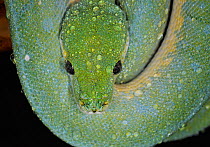 Green tree python (Morelia / Chondopython viridis) view from above, captive,  from Australia and SE Asia