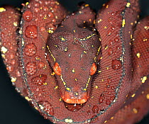 Green tree python (Morelia / Chondopython viridis) maroon morph, coiled on branch, captive,  from Australia and SE Asia