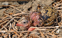 Forster's tern (Sterna forsteri) chick hatching from egg, California, USA.