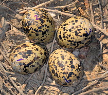 Forster's tern (Sterna forsteri) nest with four eggs, California, USA.