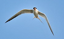 Forster's tern (Sterna forsteri) in flight, calling, California, USA.