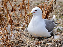 California gull (Larus californicus) on nest with egg hatching, San Francisco Bay, USA, SFBBO Gull Count, May 2009