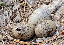 California gull (Larus californicus) nest with egg hatching, San Francisco Bay, USA, SFBBO Gull Count, May 2009